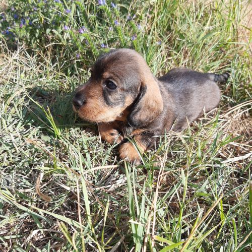 Chiot femelle teckel à poil dur nain lof
