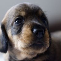 Chiot femelle teckel à poil dur nain lof