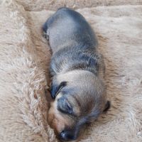 Chiot femelle teckel à poil dur nain lof #1