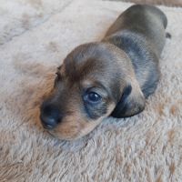 Chiot femelle teckel à poil dur nain lof