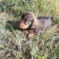 Chiot femelle teckel à poil dur nain lof