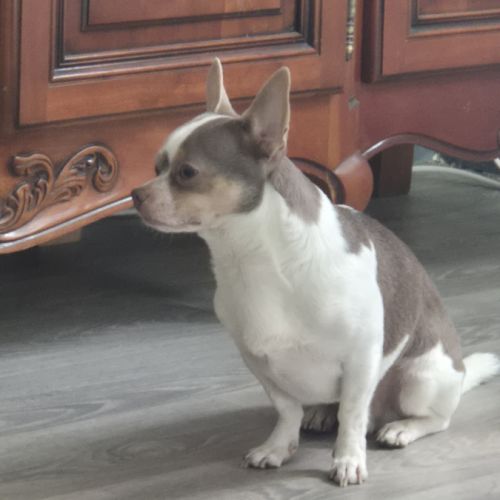 Donne chihuahua adulte #0