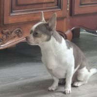 Donne chihuahua adulte