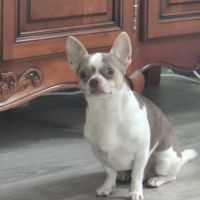 Donne chihuahua adulte #3