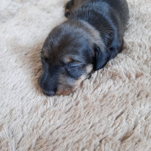 Chiot femelle teckel à poil dur nain lof (collier) #1