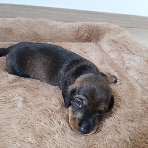 Chiot femelle teckel à poil dur nain lof (collier) #0