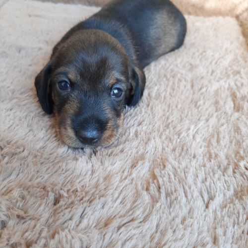 Chiot femelle teckel à poil dur nain lof (collier)