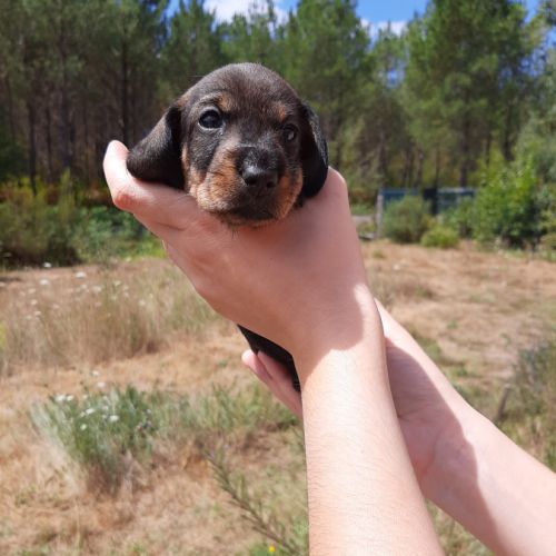 Chiot femelle teckel à poil dur nain lof (collier)