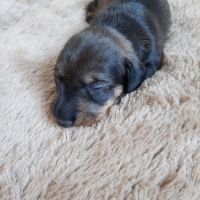 Chiot femelle teckel à poil dur nain lof (collier) #1