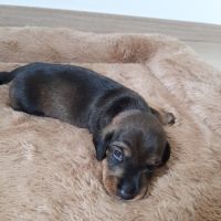 Chiot femelle teckel à poil dur nain lof (collier)