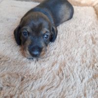 Chiot femelle teckel à poil dur nain lof (collier)