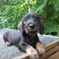 Femelle teckel à poil dur nain (lof)