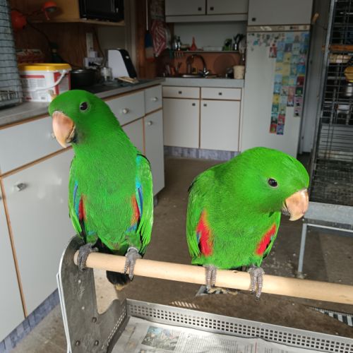 À vendre grand eclectus roratus roratus #1