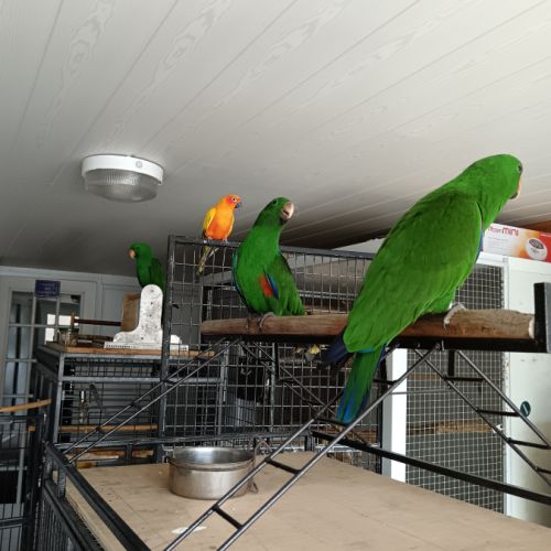 À vendre grand eclectus roratus roratus