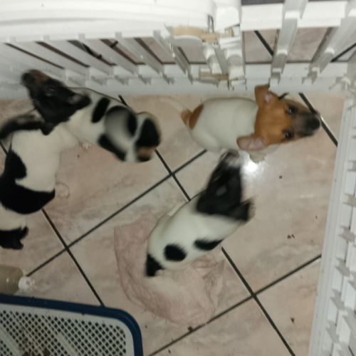 Chiots jack russell #0