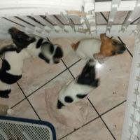Chiots jack russell