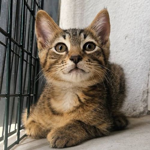 Chaton bao #2