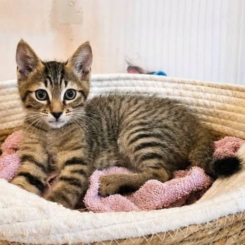 Chaton bao #4