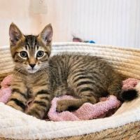 Chaton bao #4