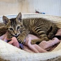 Chaton bao #5