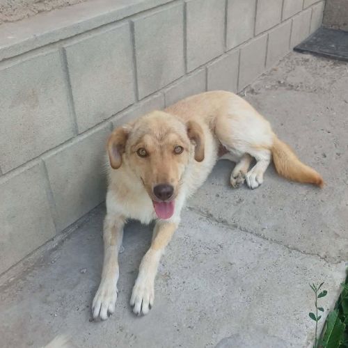 Blonda à l'adoption #1