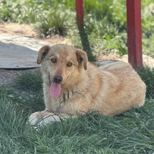 Blonda à l'adoption #6