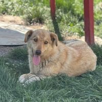 Blonda à l'adoption #6