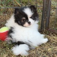 Spitz nain #2