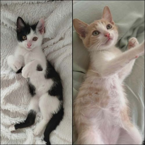 Gaby et pandi, adorable duo à l'adoption