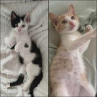 Gaby et pandi, adorable duo à l'adoption #0