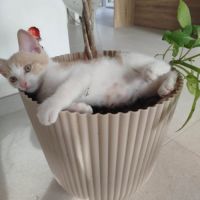 Gaby et pandi, adorable duo à l'adoption #2