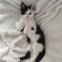 Gaby et pandi, adorable duo à l'adoption #4
