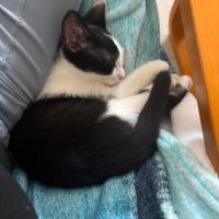 Gaby et pandi, adorable duo à l'adoption #5