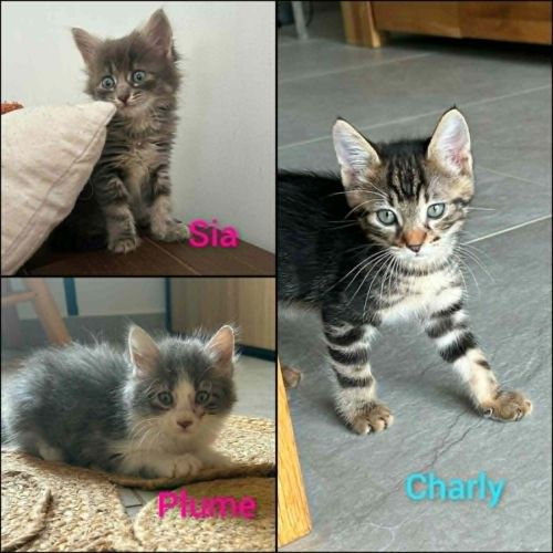 Sia, plume et charly, adorables chatons
