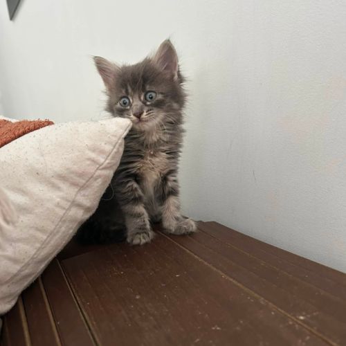 Sia, plume et charly, adorables chatons #2