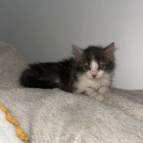 Sia, plume et charly, adorables chatons #3