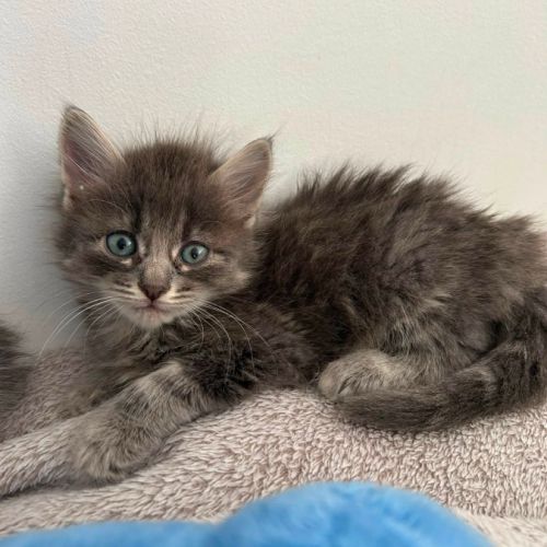 Sia, plume et charly, adorables chatons #4
