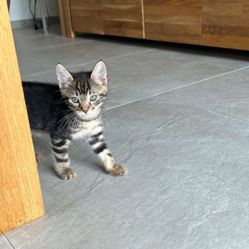 Sia, plume et charly, adorables chatons #5