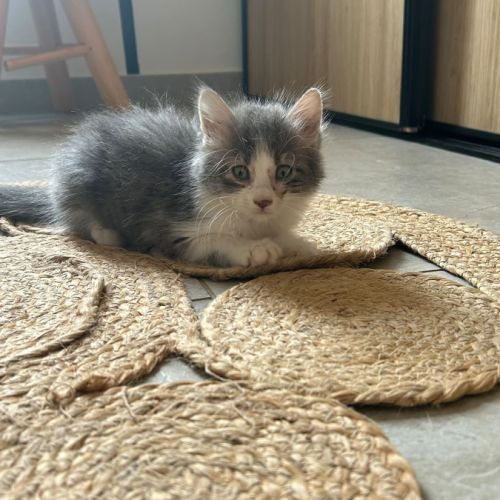 Sia, plume et charly, adorables chatons #6
