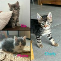 Sia, plume et charly, adorables chatons #0
