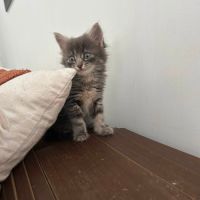 Sia, plume et charly, adorables chatons #2