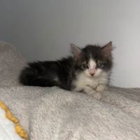 Sia, plume et charly, adorables chatons #3