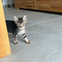 Sia, plume et charly, adorables chatons #5