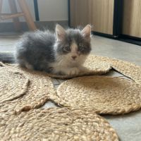 Sia, plume et charly, adorables chatons #6