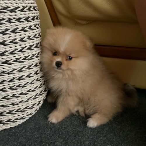 Spitz petite taille #0