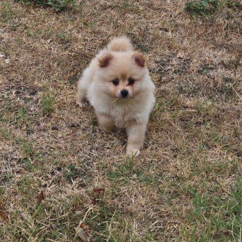Femelle spitz allemand #2