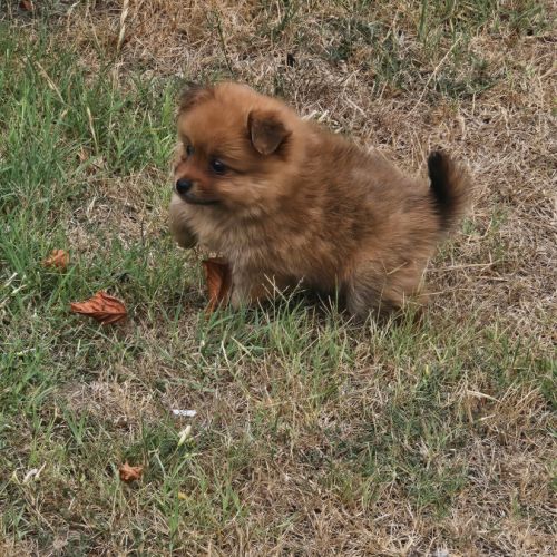 Femelle spitz allemand #0