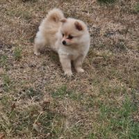 Femelle spitz allemand #1