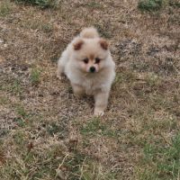 Femelle spitz allemand #2