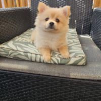 Femelle spitz allemand
